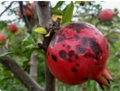 آشنایی با بیماری آلترناریای انار و راه های کنترل و درمان آن