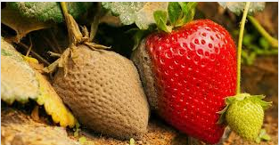 آشنایی با بیماری پژمردگی فوزاریومی توت فرنگی و راه های کنترل و درمان آن