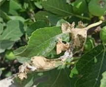 پروانه برگخوار انجیر