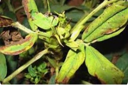 کمبود مس در گیاهان