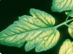 کمبود منیزیم در گیاهان