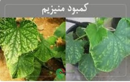 کمبود منیزیم در گیاهان