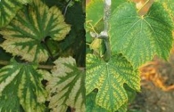 کمبود منیزیم در گیاهان