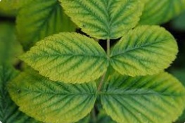 کمبود منیزیم در گیاهان