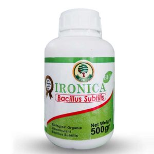 باسیلوس سوبتیلیس آیرونیکا زرین گستر باستان 500g