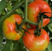 روگوز گوجه فرنگی