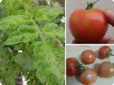 روگوز گوجه فرنگی