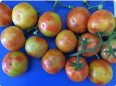 روگوز گوجه فرنگی