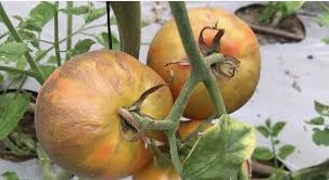 روگوز گوجه فرنگی و راه های درمان آن