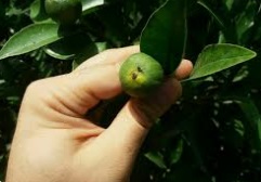 پوسیدگی سیاه مرکبات یا پوسیدگی ناف سیاه مرکبات و راه های درمان آن