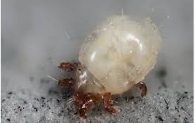 کنه زعفران و روش های مبارزه آن