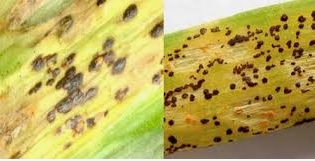 زنگ پیاز و راه های کنترل آن