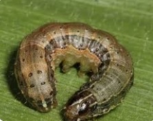 کرم برگخوار پاییزه