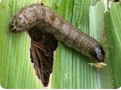 کرم برگخوار پاییزه