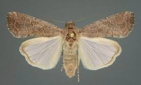 کرم برگخوار پاییزه