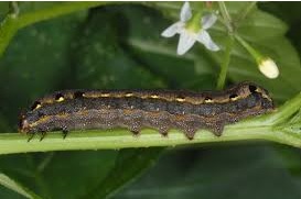 کرم برگخوار پرودرینا