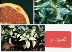 کمبود بور در مرکبات