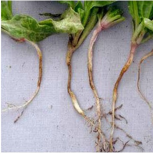 بوته میری اسفناج