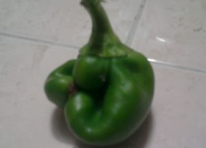 دفرمگی فلفل دلمه ای 