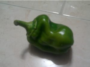 دفرمگی فلفل دلمه ای 