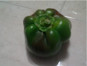 دفرمگی فلفل دلمه ای 