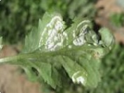 زنگ سفید خاجیان شاهی