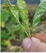 زنگ سفید خاجیان شاهی