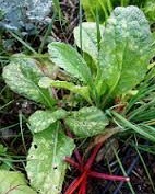 زنگ سفید خاجیان شاهی