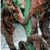 ساق سیاه توتون