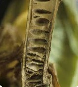 ساق سیاه توتون