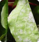 سفیدک پودری فلفل دلمه ای و راه های درمان آن