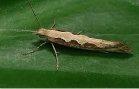 شب پره پشت الماسی