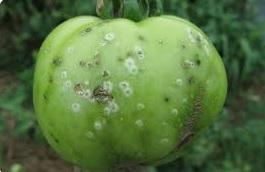 لکه چشم پرنده در گوجه فرنگی 