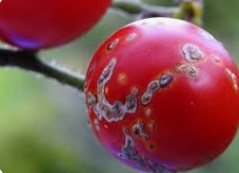 لکه چشم پرنده در گوجه فرنگی