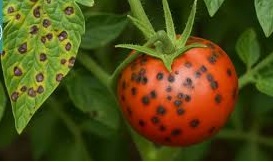 لکه چشم پرنده در گوجه فرنگی 