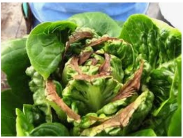 سرسوختگی کاهو