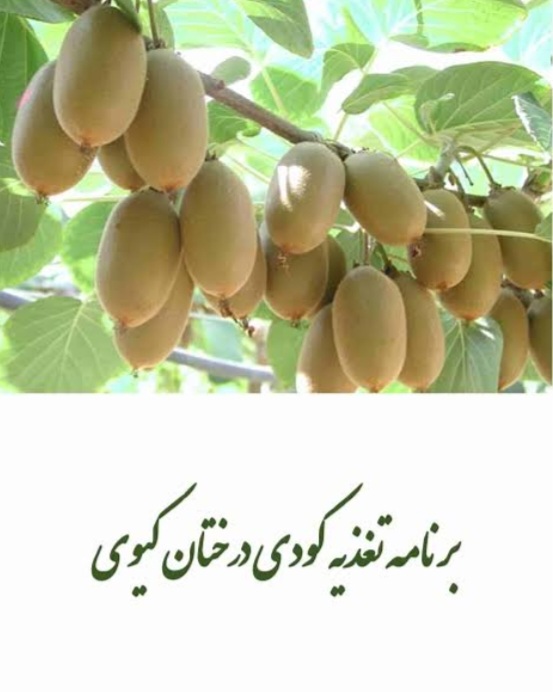 برنامه کامل تغذیه کیوی
