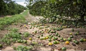 ریزش میوه مرکبات