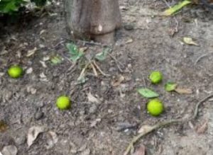 ریزش میوه مرکبات