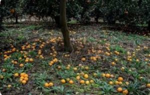 ریزش میوه مرکبات