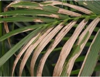 لکه برگی خرما و راه های کنترل آن