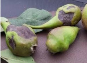 بلاست گلابی 