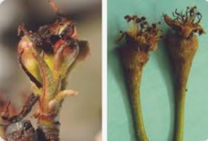 بلاست گلابی 