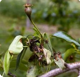 بلاست گلابی و راه های کنترل آن