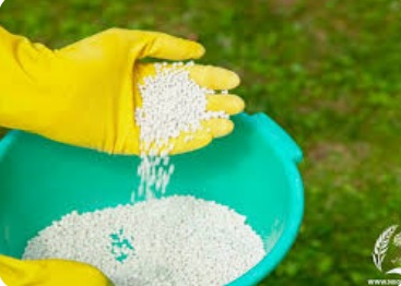 عنصر نیتروژن و مکانیسم های جذب آن در گیاهان