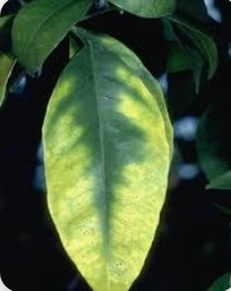 کمبود منیزیم در مرکبات 