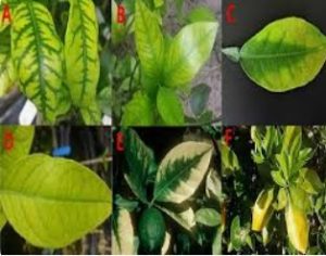 کمبود منیزیم در مرکبات 