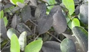 کپک دوده ای