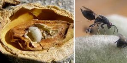 زنبور مغز خوار بادام و راه های کنترل آن