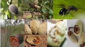 زنبور مغز خوار بادام